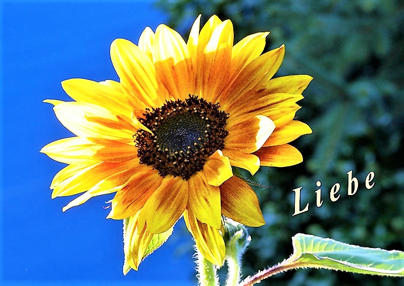 Poster A4 zum Thema Liebe