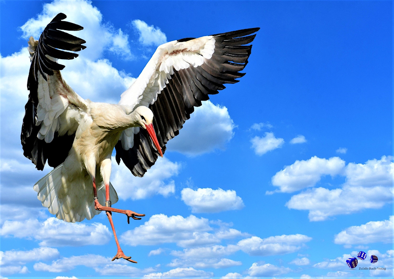 12 Sonderdrucke - Vgel