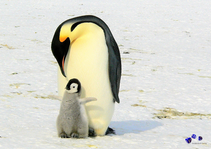 12 Sonderdrucke - Pinguine