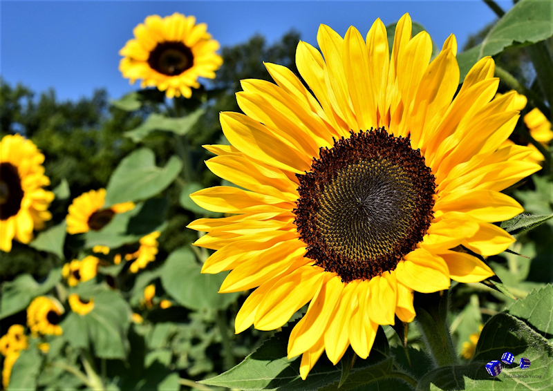 12 Sonderdrucke - Sonnenblumen