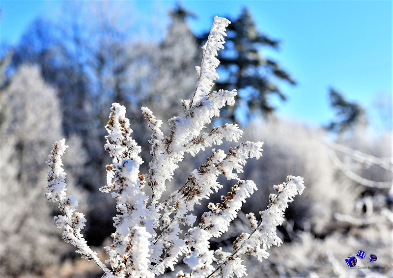 Ringbindung: Winterzauber
