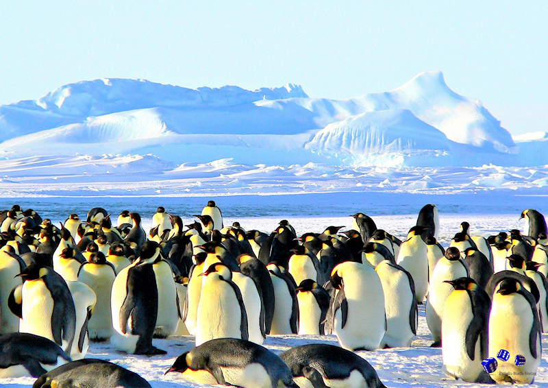 Ringbindung: Pinguine