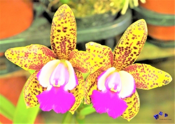 Orchideen 8 - Sonderdruck im A3 Format