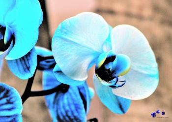 Orchideen 7 - Sonderdruck im A3 Format
