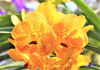 Orchideen 11 - Sonderdruck im A3 Format