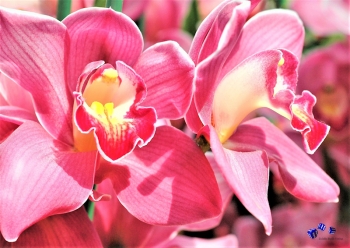 Orchideen 12 - Sonderdruck im A3 Format