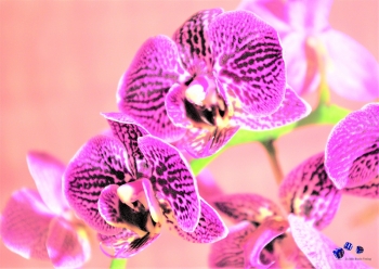 Orchideen 3 - Sonderdruck im A3 Format