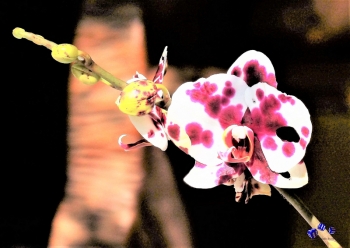 Orchideen 10 - Sonderdruck im A3 Format
