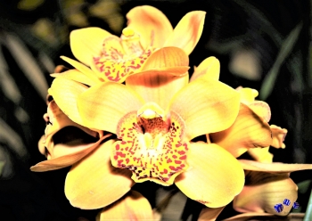 Orchideen 6 - Sonderdruck im A3 Format