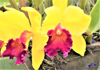 Orchideen 1 - Sonderdruck im A3 Format