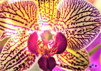 Orchideen 4 - Sonderdruck im A3 Format
