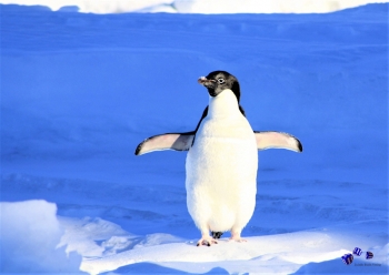 Pinguin - Sonderdruck im A3 Format