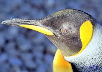 Pinguin 8 - Sonderdruck im A3 Format