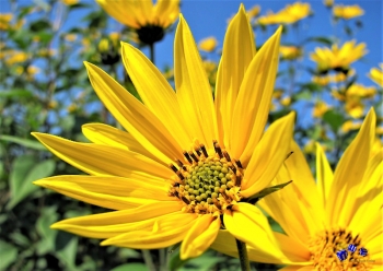 Sonnenblume 11 - Sonderdruck im A3 Format