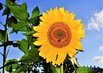 Sonnenblume 9 - Sonderdruck im A3 Format