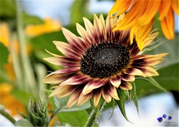 Sonnenblume 10 - Sonderdruck im A3 Format