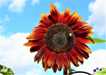 Sonnenblume 12 - Sonderdruck im A3 Format