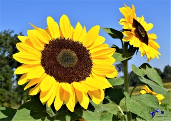 Sonnenblume 8 - Sonderdruck im A3 Format
