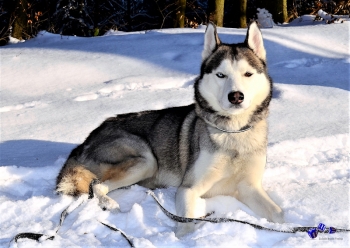 A3 Ringbindung von 12 Qualittsdrucken Hunde im Winter bitte anklicken !