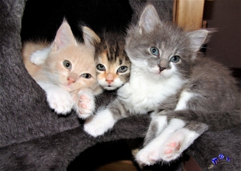 Katzen 3 - Sonderdruck im A3 Format