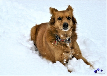 Hunde im Winter 11 - Sonderdruck im A3 Format