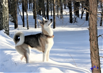 Hunde im Winter 7 - Sonderdruck im A3 Format