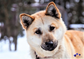 Hunde im Winter 10 - Sonderdruck im A3 Format