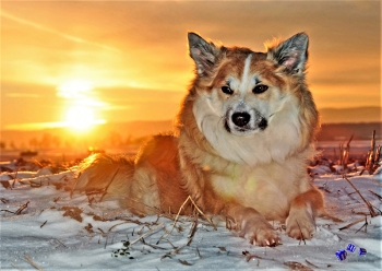 Hunde im Winter 12 - Sonderdruck im A3 Format