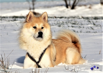Hunde im Winter 8 - Sonderdruck im A3 Format