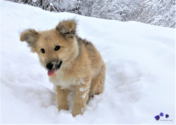 Hunde im Winter 6 - Sonderdruck im A3 Format