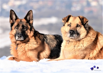 Hunde im Winter 2 - Sonderdruck im A3 Format