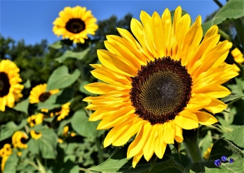 A3 Ringbindung von 12 Qualittsdrucken Sonnenblumen bitte anklicken !