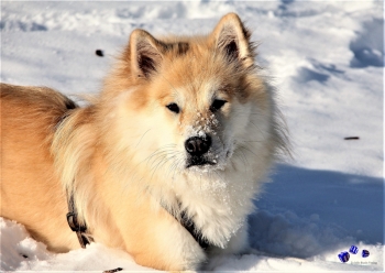 Hunde im Winter 4 - Sonderdruck im A3 Format