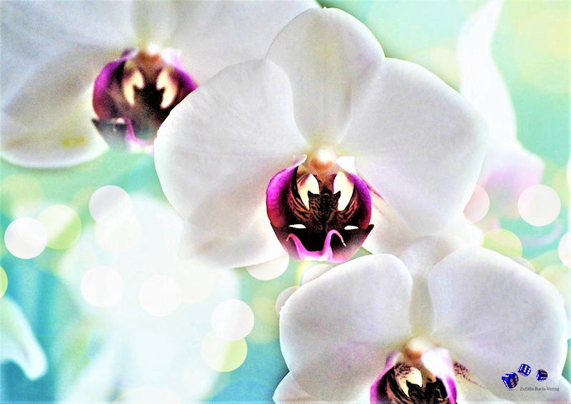 Orchideen 5 - Sonderdruck im A3 Format