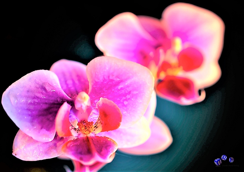 Orchideen 9 - Sonderdruck im A3 Format