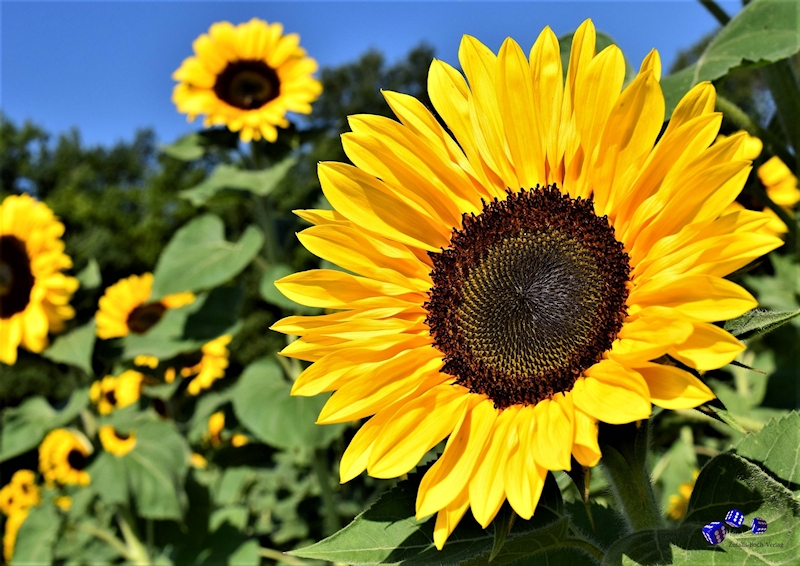 Sonnenblume 3 - Sonderdruck im A3 Format