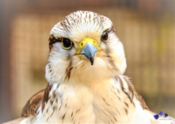 Vogel 1 - Sonderdruck im A3 Format