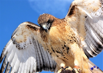 Vogel 12 - Sonderdruck im A3 Format