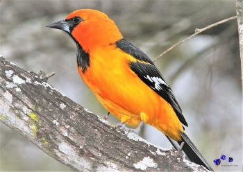 Vogel 11 - Sonderdruck im A3 Format