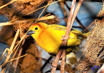 Vogel 9 - Sonderdruck im A3 Format