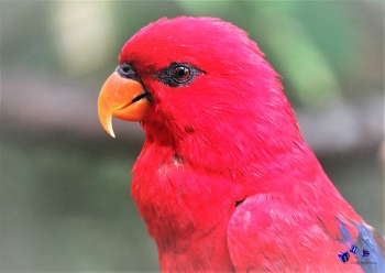 Vogel 7 - Sonderdruck im A3 Format