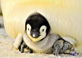 Pinguin 4 - Sonderdruck im A3 Format