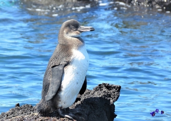 Pinguin 1 - Sonderdruck im A3 Format