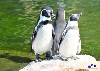 Pinguin 9 - Sonderdruck im A3 Format