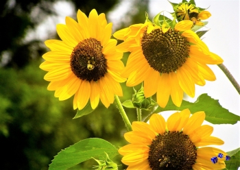 Sonnenblume 1 - Sonderdruck im A3 Format