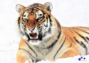 Tiere im Winter 4 - Sonderdruck im A3 Format