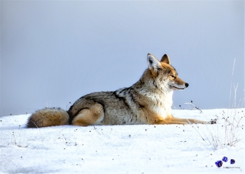 Tiere im Winter 6 - Sonderdruck im A3 Format