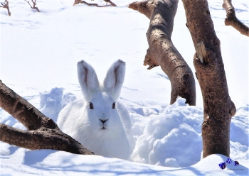 Tiere im Winter 9 - Sonderdruck im A3 Format