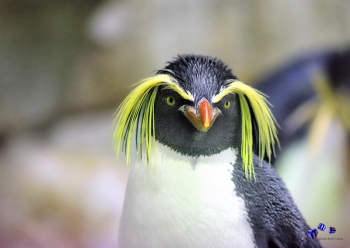 A3 Ringbindung von 12 Qualittsdrucken Pinguine bitte anklicken !