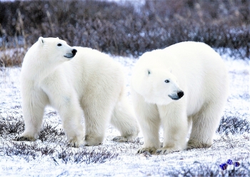 A3 Ringbindung von 12 Qualittsdrucken Tiere im Winter bitte anklicken !